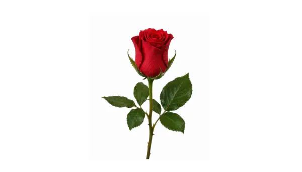 Single Roses