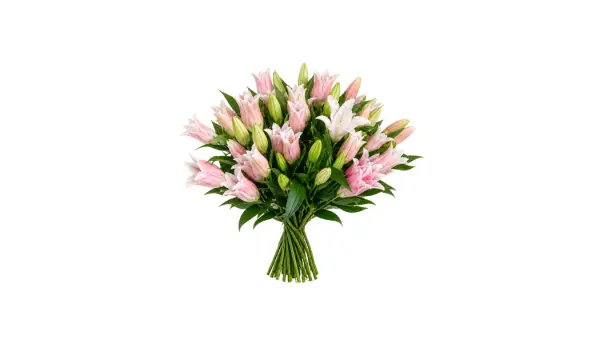 Lilies
