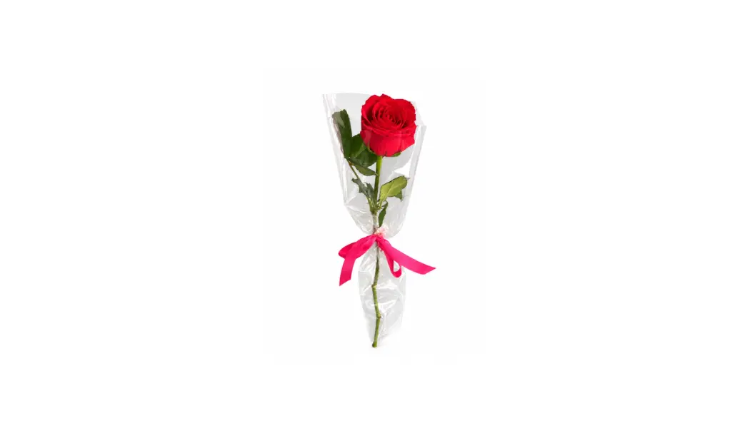 Pink October Single Fuchsia Rose