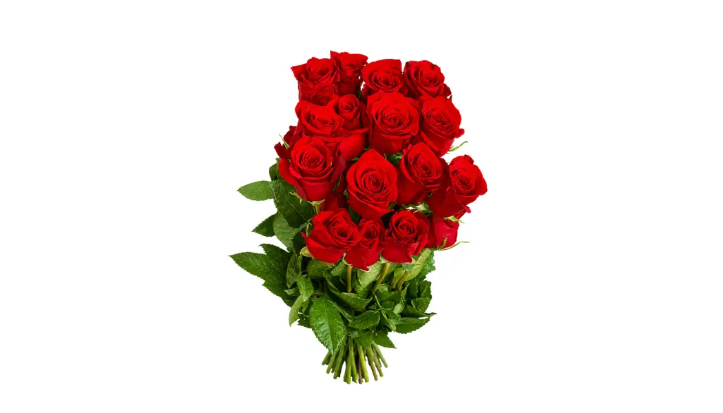 25 Red Ecuadorian Roses